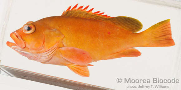 Image of Epinephelinae