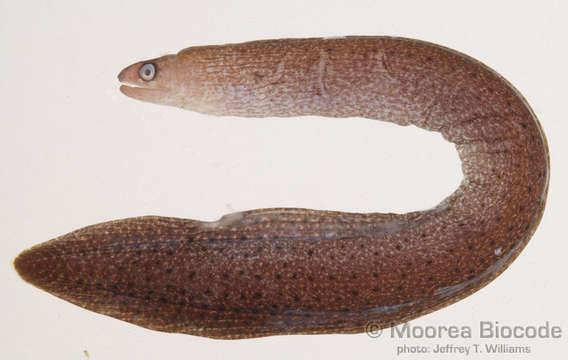 Image of Muraeninae