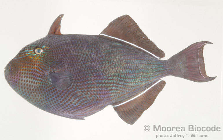 Image of "Triggerfishes, boxfishes, puffers, molas and relatives"