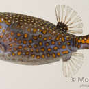 Image of Spotted boxfish