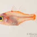 Image of Indian cardinalfish