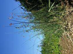 Image of lakeshore bulrush