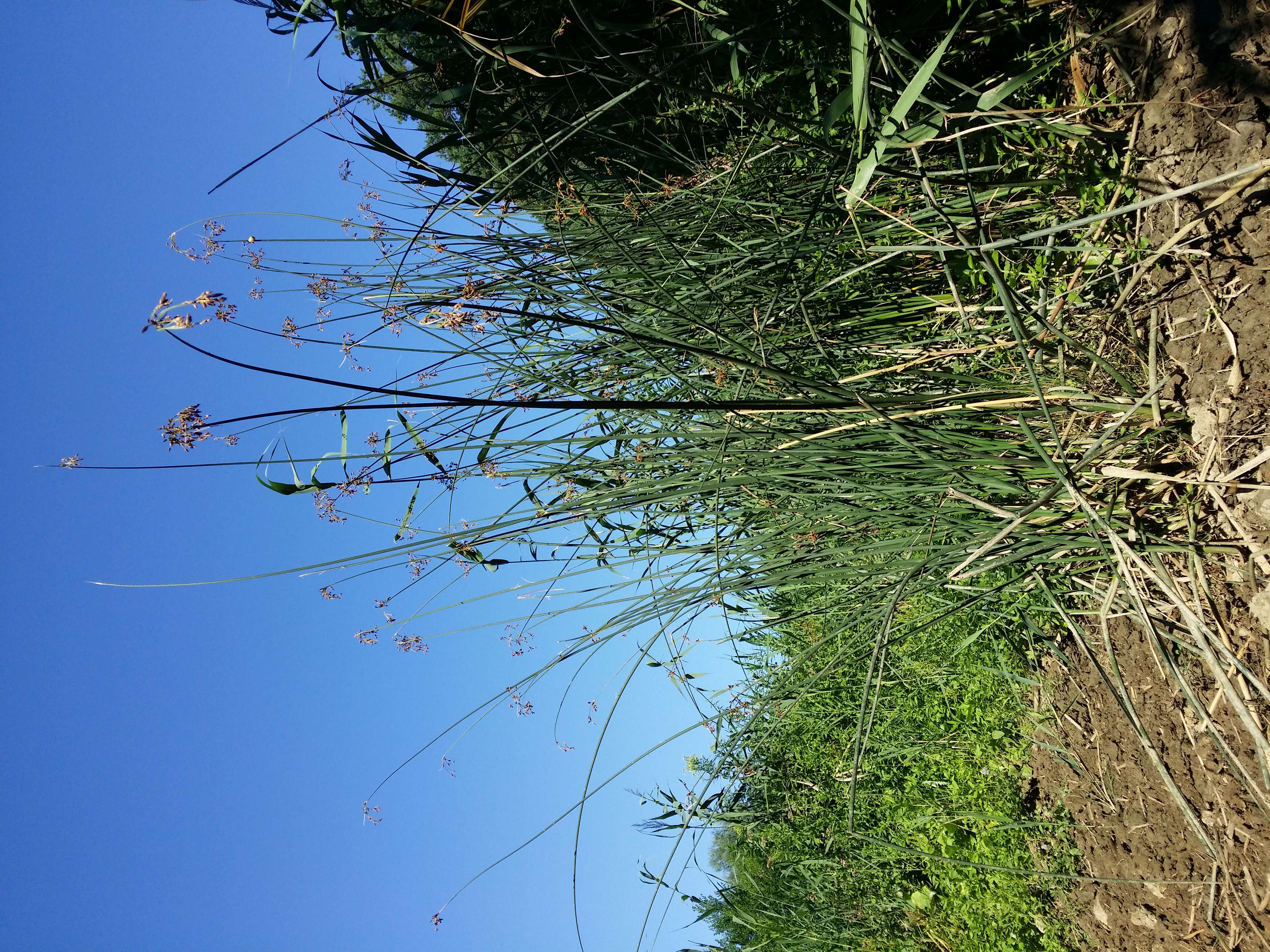 Image of lakeshore bulrush