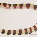 Image of Banded moray