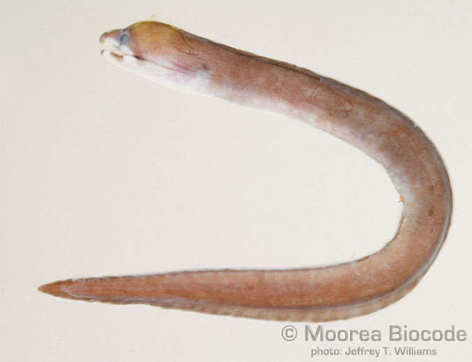 Image of Muraeninae