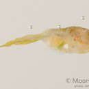 Image of Farcimen goby