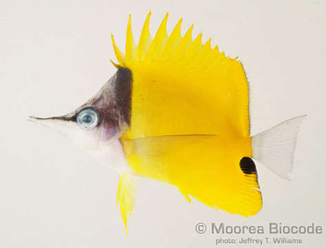 Image of Longnose butterflyfishes