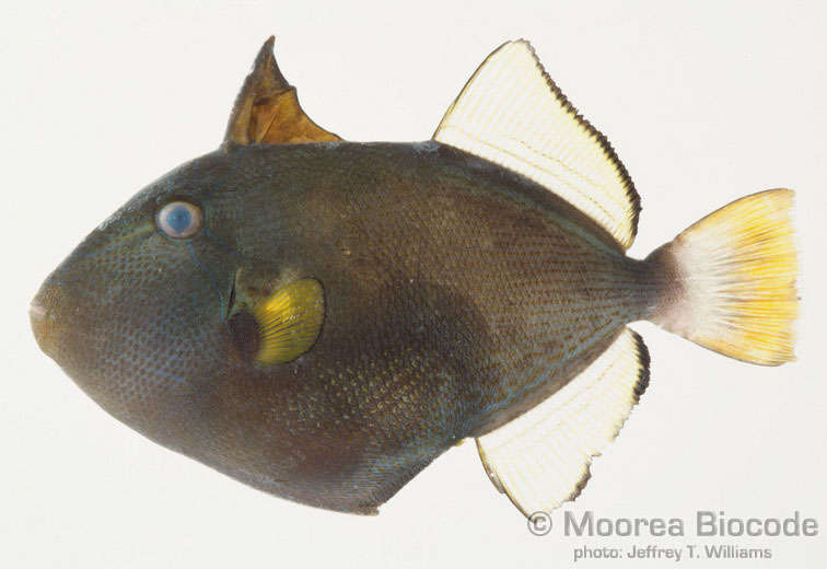 Image of Melichthys