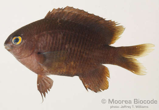 صورة Stegastes fasciolatus (Ogilby 1889)