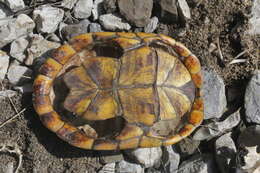 Image of Herrara’s Mud Turtle