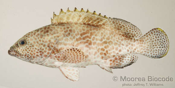 Image of Epinephelinae