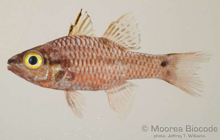 Image of Apogoninae