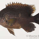 Image of dusky farmerfish