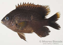 Image of Gregory Fishes