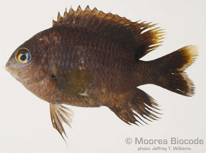 Image of Gregory Fishes