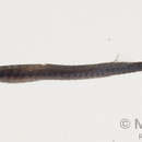 Image of Bluestripe Pipefish