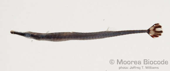 Image of Syngnathinae