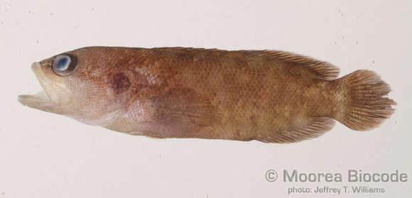 Image of Grammistinae