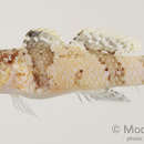 Image of Dusky-banded goby