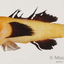Image of Blackfin coral goby