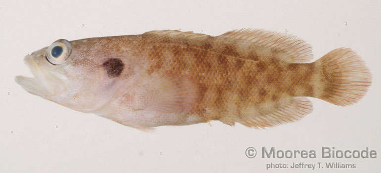 Image de Grammistinae