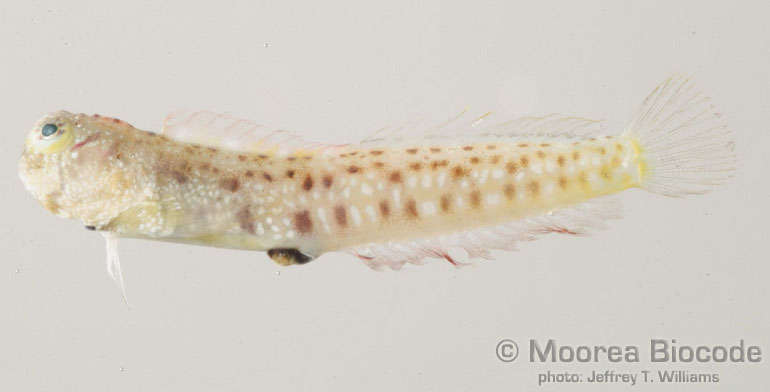 Image of Blennioidei