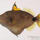 Image of Orange-lined Triggerfish