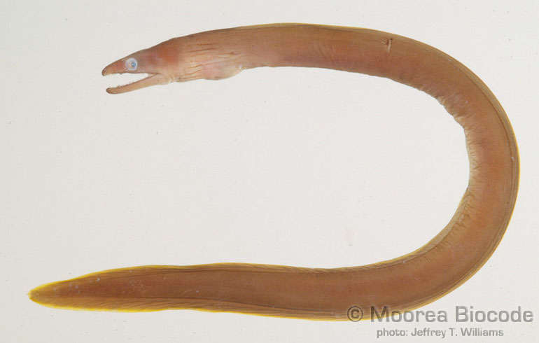 Image of Muraeninae