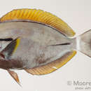 Image of Black-barred Surgeonfish