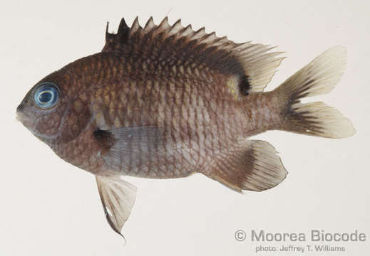 Image of Gregory Fishes