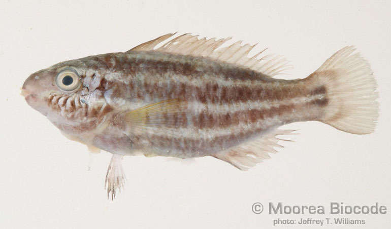 Image of Scarinae