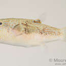 Image of Bennett's Pufferfish