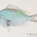 Plancia ëd Chromis viridis (Cuvier 1830)