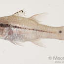 Image of Narrowstripe cardinalfish