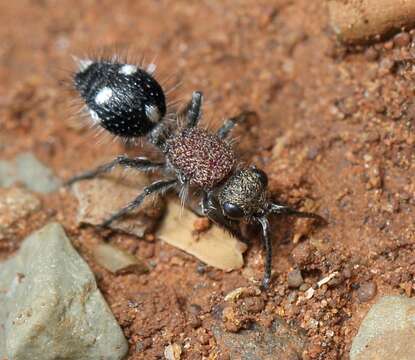 Image of velvet ants