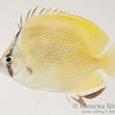 Chaetodon citrinellus Cuvier 1831 resmi