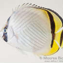 Image of Butterfly fish