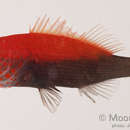 Image of Blackside Hawkfish