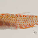 Image of Spotted fringefin goby