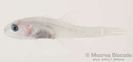 صورة Pseudamiinae