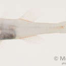 Image of Frail cardinalfish