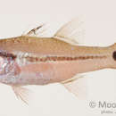 Image of Bridled cardinalfish