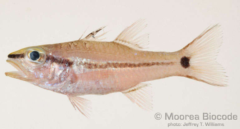 Image of Apogoninae