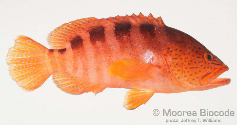 Image of Epinephelinae