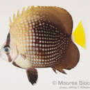 Image of Tahiti Butterflyfish