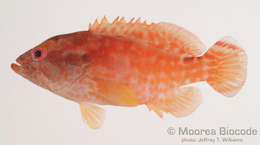 Image of Epinephelinae