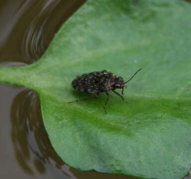 Image of common shorebug