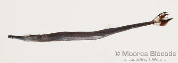 Image of Syngnathinae