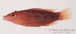 Image of Eupercaria