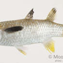 Image of Diamond-scale mullet